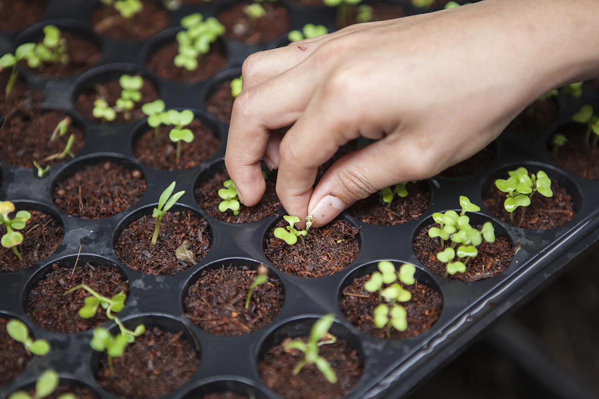 Commercial greenhouse rows requiring environmental controls and wireless coverage